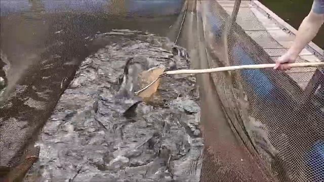 Крупная навеска ленского осетра. Запуски в Нижний пруд. Клёвое место лосиный остров смотреть онлайн