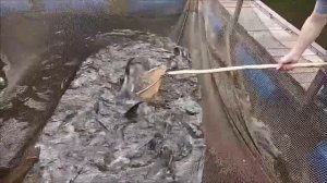 Крупная навеска ленского осетра. Запуски в Нижний пруд. Клёвое место лосиный остров