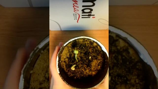 Как вырастить фасоль в домашних условиях#2