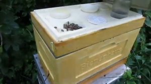 зачем пчелам надо давать воду в улей в июле , сколько в сутки нужно воды отводку