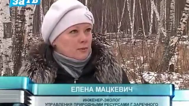 В Заречном для лосей разложили солевые лизунцы смотреть онлайн