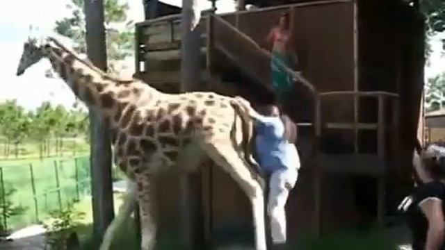 Ах как хочется мне братцы на живом жирафе покататься!!! смотреть онлайн