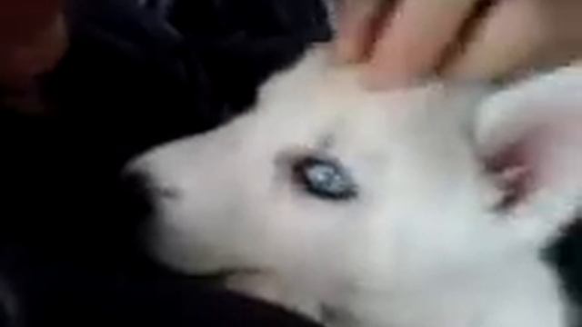 хаски, 2 месяца, White Moon (Муна), Одесса смотреть онлайн