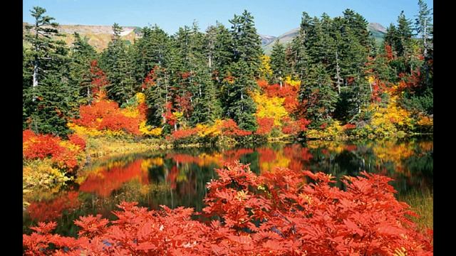 Почему листья осенью желтеют? смотреть онлайн