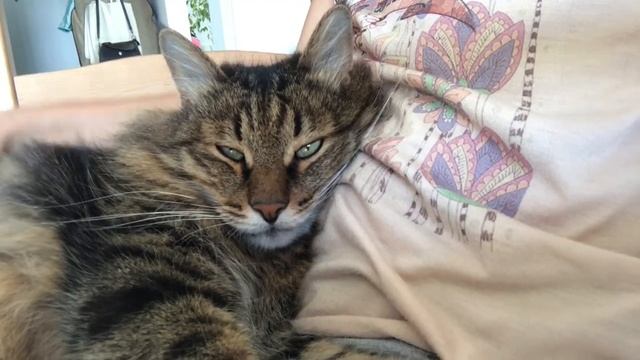 Мой кот - лучший антидепрессант! Ласковый кот Приколы с котами Смешные коты Смешные животные