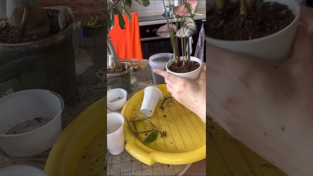 Кротон, калатеи, адениум. Состояние и пересадка.