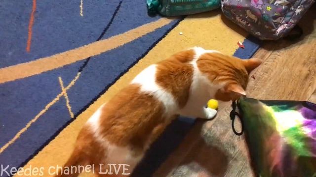 Полезные лайфхаки для котиков. Рыжик и Печенька даже не успели испугаться смотреть онлайн
