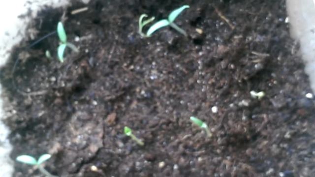 Всходы томатов 07 04 18 Обзор томатиков, посеянных 04 03 18 смотреть онлайн