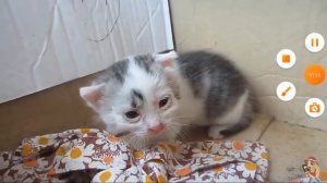 Клубничный кот Малыш и маленькая Мурка