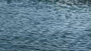 Поклевка форели на поплавочную снасть с креветкой