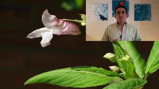 Curso Terapeuta en Flores de Bach - Impatiens смотреть онлайн