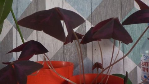 Кислица засыпает