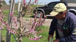 10 - В первые в Украине. Трехпозиционная обрезка персика