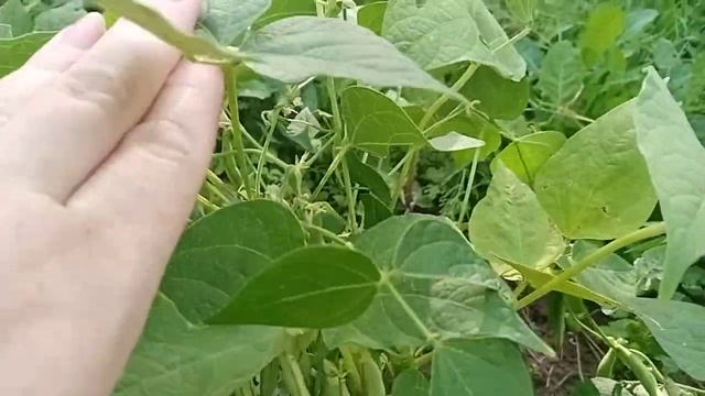 Спаржевая фасоль. Выращивание и уход