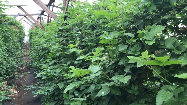 Карака блэк в теплице. 7 июня 2020 года смотреть онлайн