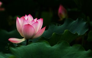 Длительный исцеляющий сеанс. Глубокая медитация
