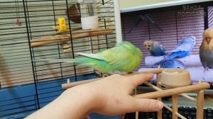 Попугай отрыгивает зерна: брачные игры или что-то не так?