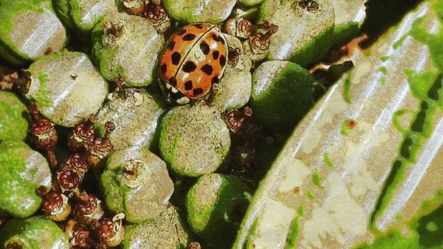 E.Zawiślak-flute/K.Kamiński-bassoon/A.Kołodziej-cello/A.Przybylska- piano/P.Urbankowska-piano смотреть онлайн