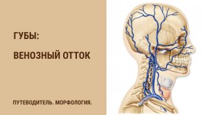 Венозный отток от губ