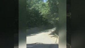 Ялта, пгт Виноградное