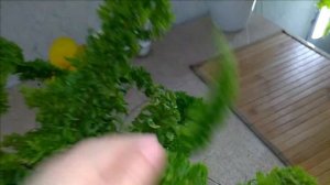 Уютные_папоротники // Обзор_моих_папоротников