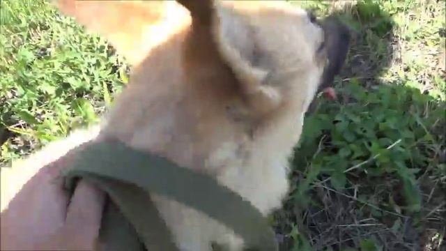 Приют для животных Рязань Телков Сергей возили собачку в больницу смотреть онлайн