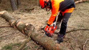 Chain saw Husqvarna 130 First cutting TREE