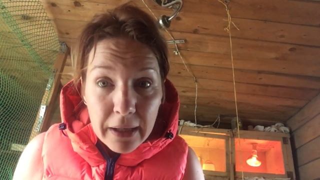 Всем перепеловодам//как не совершить самую главную ошибку в разведении перепела//