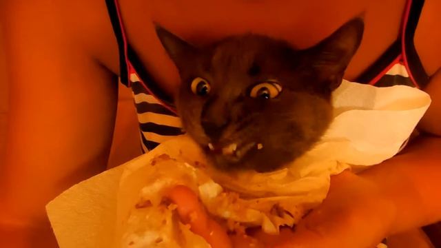 кошка " Тучка" любит когда кормят смотреть онлайн