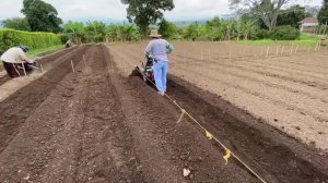 Motocultor Ferrari 340 con aporcador para cultivo de Jengibre