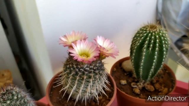 Кактус Пародия расцвел?Parodia rutilans blooming смотреть онлайн