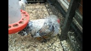 Как отобрать петушка на племя?Основные принципы выбраковки.