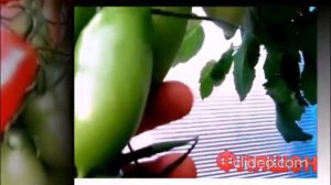 Засолочные сорта томатов с супер урожайностью