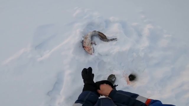 #Рыбалка #Туруханск #2022
С корабля на бал. ЛЕСКА ТРЕЩИТ. Налим ели лезет. смотреть онлайн