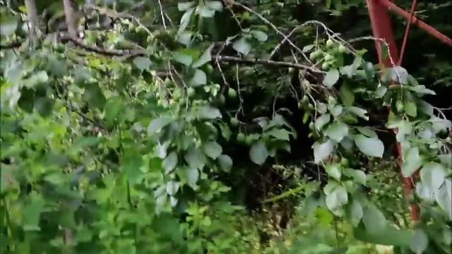 Наша дача: растут арбузы. 11. 07. 15 смотреть онлайн