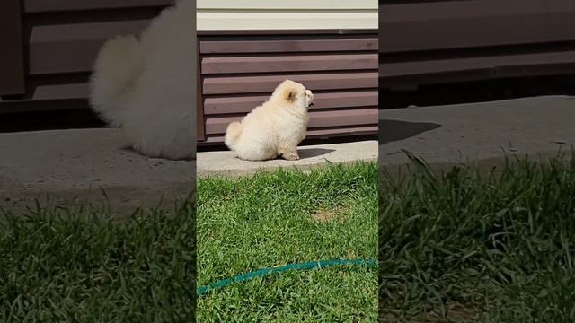 Мальчик , окрас кремовый, 2 месяца.ПРОДАЕТСЯ! смотреть онлайн