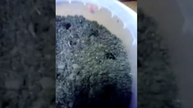 Пересаживание салата #1