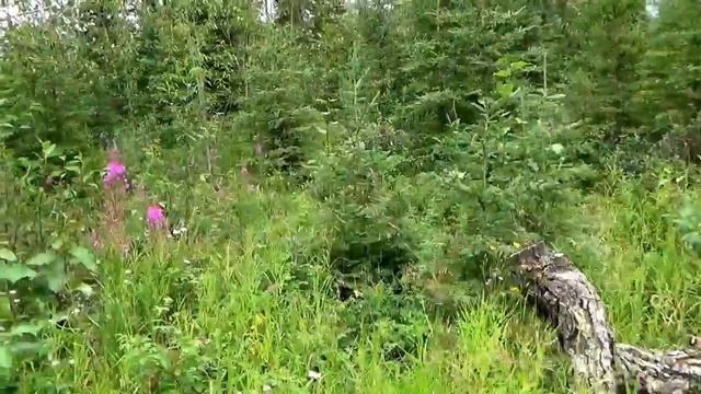 #359 США Аляска Палмер В гостях у Кэтти Как заработать деньги на собаке Худеем дома смотреть онлайн