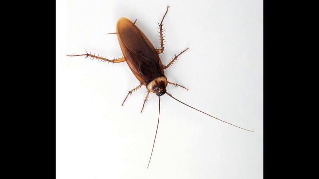 А вы знаете, зачем нужны тараканы? смотреть онлайн