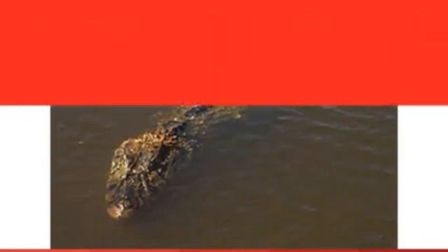 10 самых крупных крокодилов