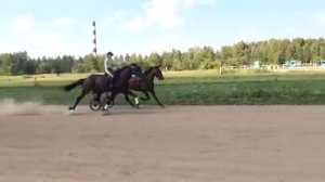 Американский рысак иноходец