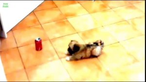 Приколы!!! ????