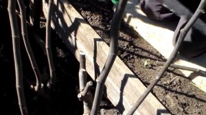 Инжир. Обрезка на горизонтальный кордон.