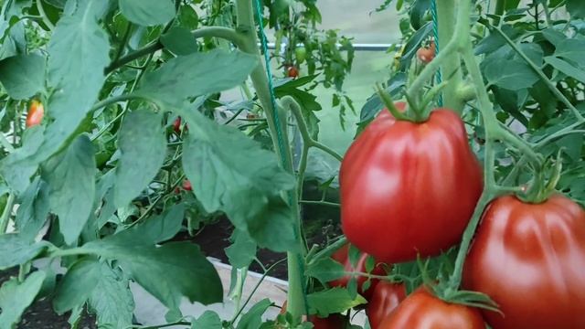 Гибрид томата Rugantino F1 (Ругантино Ф1). Отличный томат , устойчивый к кладоспориозу? смотреть онлайн