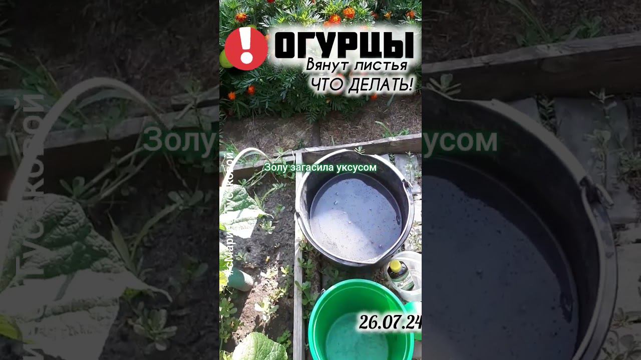 ОГУРЦЫ ЗАБОЛЕЛИ ВЯНУТ ЛИСТЬЯ  Что срочно надо сделать | с Мариной Гусаковой смотреть онлайн