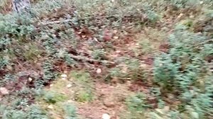 Леса вологодской области