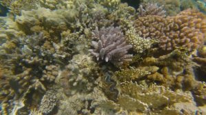 коралловые рифы Египет, Шарм-эль-Шейх.