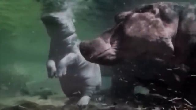 Опасное травоядное Африки, откуда бегемоты в Колумбии, интересные факты о бегемотах смотреть онлайн