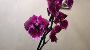 08.01.22.моя новая ОРХИДЕЯ Биг Лип  АББА