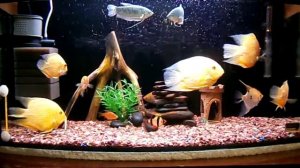 Аквариум,и рыбки Северум,Гурами,Скалярии,Барбусы,а так же сомики !